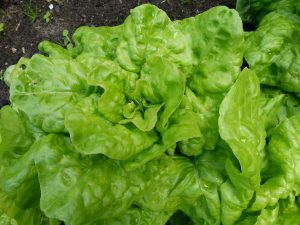 laitue salade verte